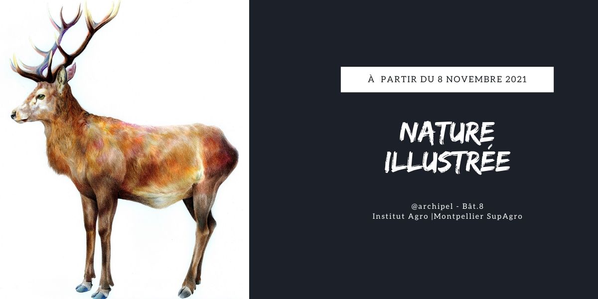 Lire la suite à propos de l’article Expo: Nature illustrée